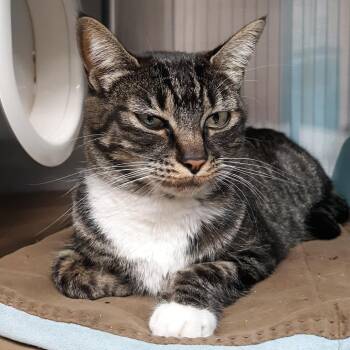 Eve -  Domestic Short Hair Cat for Adoption in Spokane, Washington - Eve | PetCurious