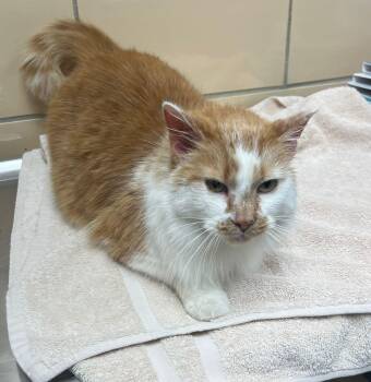 Domestic Medium Hair Cats Available for Adoption - Suzanna | PetCurious