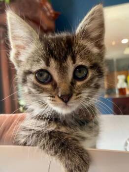 Domestic Short Hair Cats Available for Adoption in Newaygo, Michigan - Margo | PetCurious