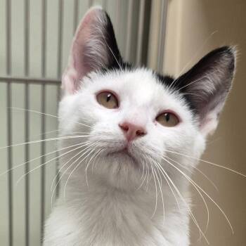 Clover -  Domestic Short Hair Cat for Adoption in Tioga, Pennsylvania - Clover | PetCurious