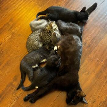 Domestic Short Hair Cats Available for Adoption in Los Angeles, California - Yuma | PetCurious