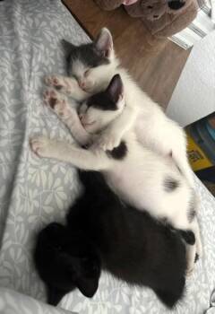 Domino -  Domestic Short Hair Cat for Adoption in Kansas City, Missouri - Domino | PetCurious