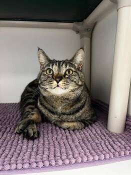 Domestic Short Hair Cats Available for Adoption in Salt Lake City, Utah - *Best Western* | PetCurious