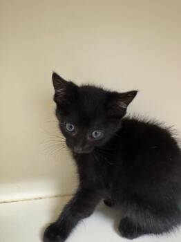 Chocolate -  Domestic Short Hair Cat for Adoption in Bloomington, Indiana - Chocolate | PetCurious
