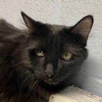 Squirtle -  Domestic Medium Hair Cat for Adoption in Dekalb, Illinois - Squirtle | PetCurious
