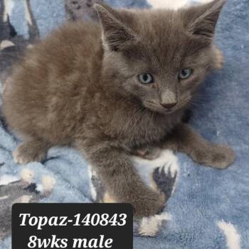 Domestic Short Hair Cats Available for Adoption in New Tazewell, Tennessee - Topaz | PetCurious