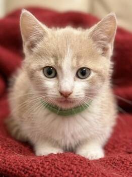 Lord Baratheon -  Domestic Short Hair Cat for Adoption in West Chester, Pennsylvania - Lord Baratheon | PetCurious