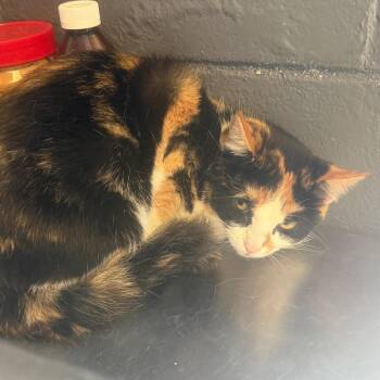 TUSC-Stray-85750_2 -  Domestic Short Hair Cat for Adoption in Tuscaloosa, Alabama - TUSC-Stray-85750_2 | PetCurious