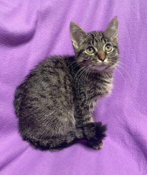 Gravy -  Domestic Short Hair Cat for Adoption in Jackson, Michigan - Gravy | PetCurious