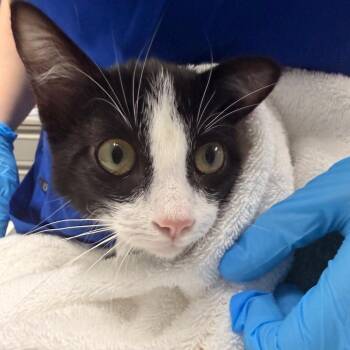 Alan Wake -  Domestic Short Hair Cat for Adoption in Walker, Michigan - Alan Wake | PetCurious