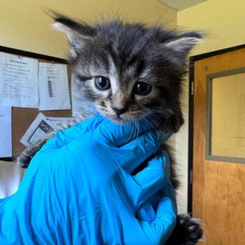 Fern -  Domestic Short Hair Cat for Adoption in Corinth, Mississippi - Fern | PetCurious