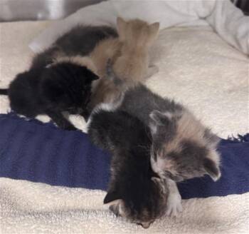 A1919114 -  Domestic Short Hair Cat for Adoption in Thousand Palms, California - A1919114 | PetCurious