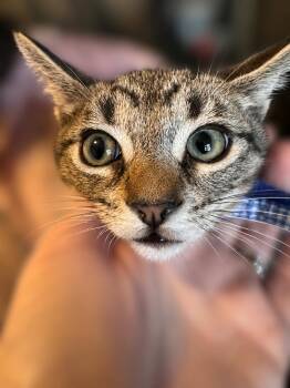 Arthur -  Tabby Cat for Adoption in Fresno, California - Arthur | PetCurious