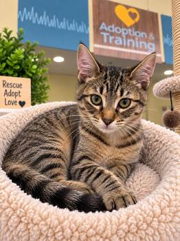 Tone Loc -  Domestic Short Hair Cat for Adoption in Rio Linda, California - Tone Loc | PetCurious