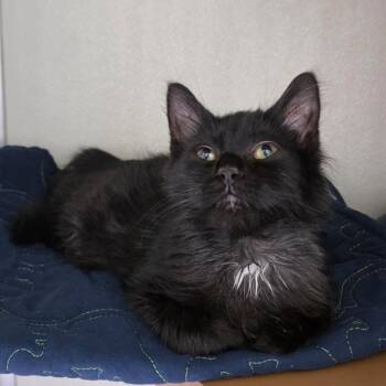 Cinder -  Domestic Short Hair Cat for Adoption in Chattanooga, Tennessee - Cinder | PetCurious
