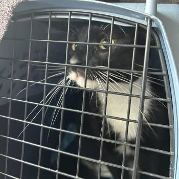 Felix -  Domestic Short Hair Cat for Adoption in Philadelphia, Pennsylvania - Felix | PetCurious