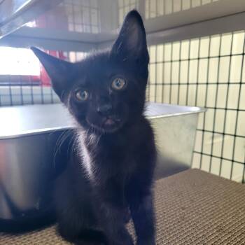 Freya -  Domestic Medium Hair Cat for Adoption in Belfair, Washington - Freya | PetCurious