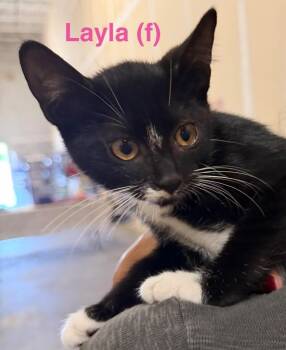 Layla -  Domestic Short Hair Cat for Adoption in New Bern, North Carolina - Layla | PetCurious