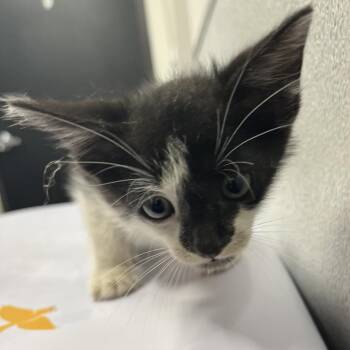 Tux -  Domestic Short Hair Cat for Adoption in Tampa, Florida - Tux | PetCurious