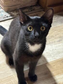 Petunia -  Domestic Short Hair Cat for Adoption in Salisbury, North Carolina - Petunia | PetCurious