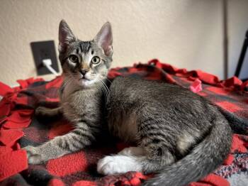 Domestic Short Hair and Tabby Cats Available for Adoption in Glendale, Arizona - Verso | PetCurious