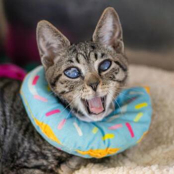 Sponch -  Domestic Short Hair Cat for Adoption in Wilmington, Delaware - Sponch | PetCurious