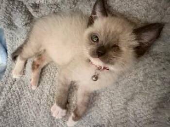 SIR WELLINGTON BOOTS -  Domestic Short Hair Cat for Adoption in Camarillo, California - SIR WELLINGTON BOOTS | PetCurious