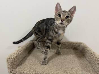 Rescue Torbie Cats for Adoption in Goshen, Indiana - Leah | PetCurious