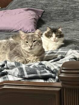 Rescue Domestic Short Hair Cats for Adoption in Overland Park, Kansas - Charlie & Beauty | PetCurious