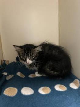 Ripley -  Domestic Short Hair Cat for Adoption in Pequot Lakes, Minnesota - Ripley | PetCurious