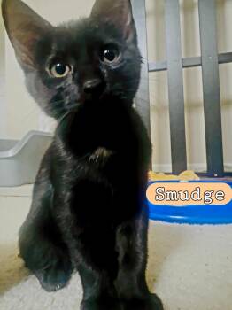 SMUDGE -  Domestic Short Hair Cat for Adoption in Wilmington, North Carolina - SMUDGE | PetCurious