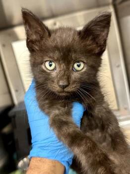 Tool -  Domestic Short Hair Cat for Adoption in Wichita, Kansas - Tool | PetCurious