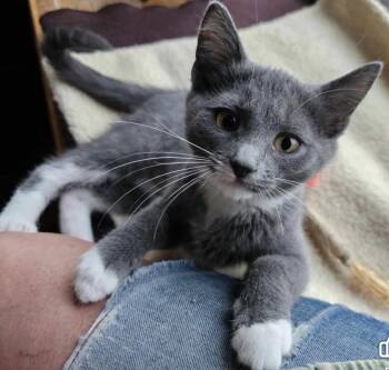 Misty -  Domestic Short Hair Cat for Adoption in Brooks, Maine - Misty | PetCurious
