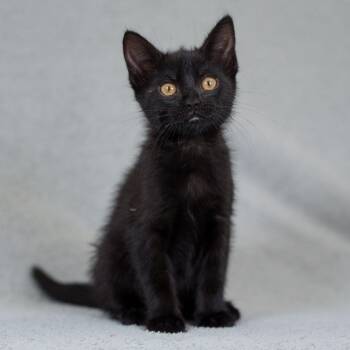 Domestic Short Hair Cats Available for Adoption in Sunnyvale, California - Amedei | PetCurious