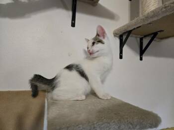 Cookie Dough -  Domestic Short Hair Cat for Adoption in Plymouth, Michigan - Cookie Dough | PetCurious