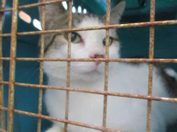 TIGER -  Domestic Short Hair Cat for Adoption in Ocala, Florida - TIGER | PetCurious
