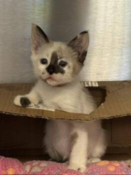 Shep -  Domestic Short Hair Cat for Adoption in Roseville, California - Shep | PetCurious