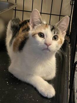 Pleasance BR14447-T -  Domestic Short Hair Cat for Adoption in Missouri City, Texas - Pleasance BR14447-T | PetCurious