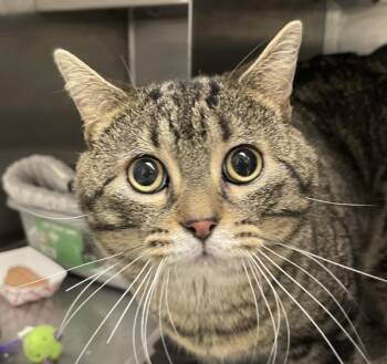 Lil Man -  Domestic Short Hair Cat for Adoption in Golden, Colorado - Lil Man | PetCurious