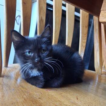 Moonlight -  Domestic Short Hair Cat for Adoption in Evansville, Indiana - Moonlight | PetCurious