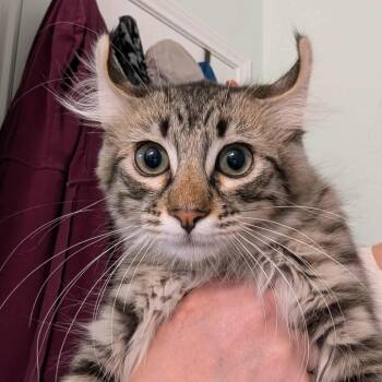 Rescue Domestic Short Hair Cats for Adoption in Leander, Texas - Barnaby | PetCurious