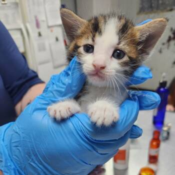 Domestic Short Hair Cats Available for Adoption in Summerville, South Carolina - Zac | PetCurious