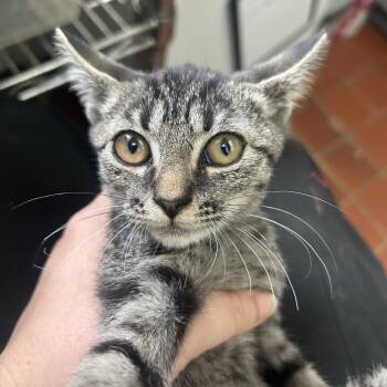 Angela -  Domestic Short Hair Cat for Adoption in West Point, Mississippi - Angela | PetCurious