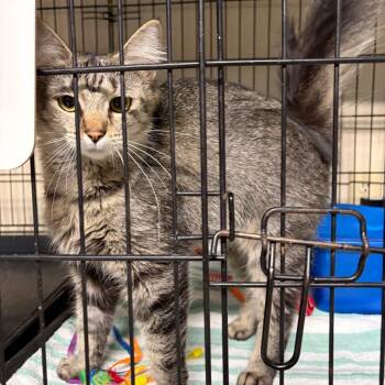 Domestic Long Hair Cats Available for Adoption in West Point, Mississippi - Charlie | PetCurious