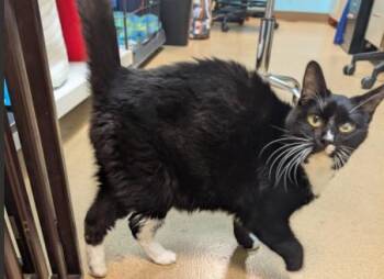 Amkara -  Domestic Short Hair Cat for Adoption in Brookings, South Dakota - Amkara | PetCurious