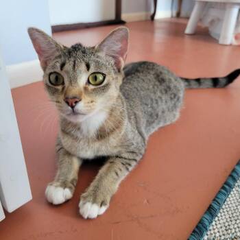 Orchid -  Domestic Short Hair Cat for Adoption in Englewood, Florida - Orchid | PetCurious