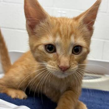 Bentley -  American Shorthair Cat for Adoption in Corpus Christi, Texas - Bentley | PetCurious
