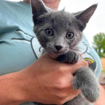 Ducky -  Domestic Short Hair Cat for Adoption in Nampa, Idaho - Ducky | PetCurious