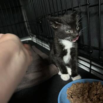 Domestic Short Hair Cats Available for Adoption in Opelika, Alabama - Crunch | PetCurious