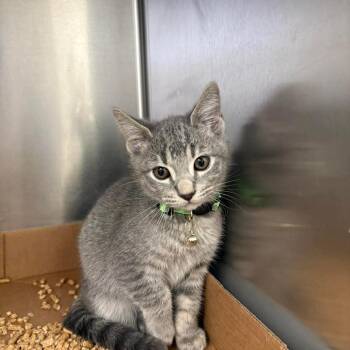 Domestic Short Hair Cats Available for Adoption in Bastrop, Texas - Jerry 26-05-089 | PetCurious